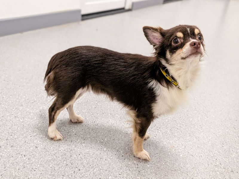 Chihuahua for adoption in Cardiff, Glamorgan – 2 years old - Image 3 of 3
