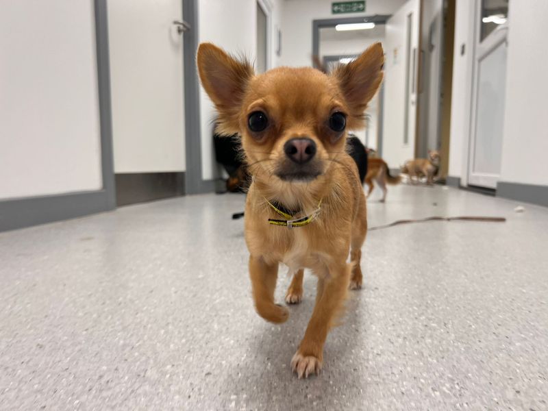 Florence - Image 3 of 4