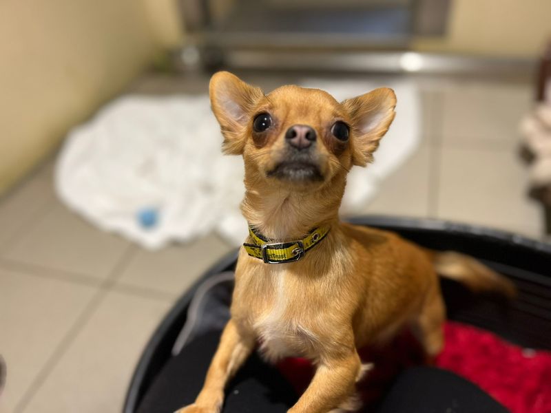 Florence - Image 4 of 4