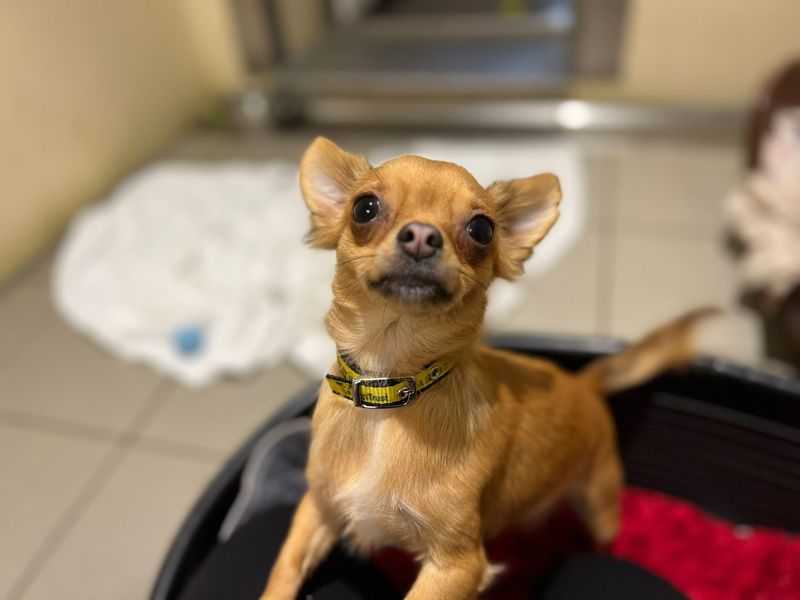 Chihuahua for adoption in Cardiff, Glamorgan – 1 year old
