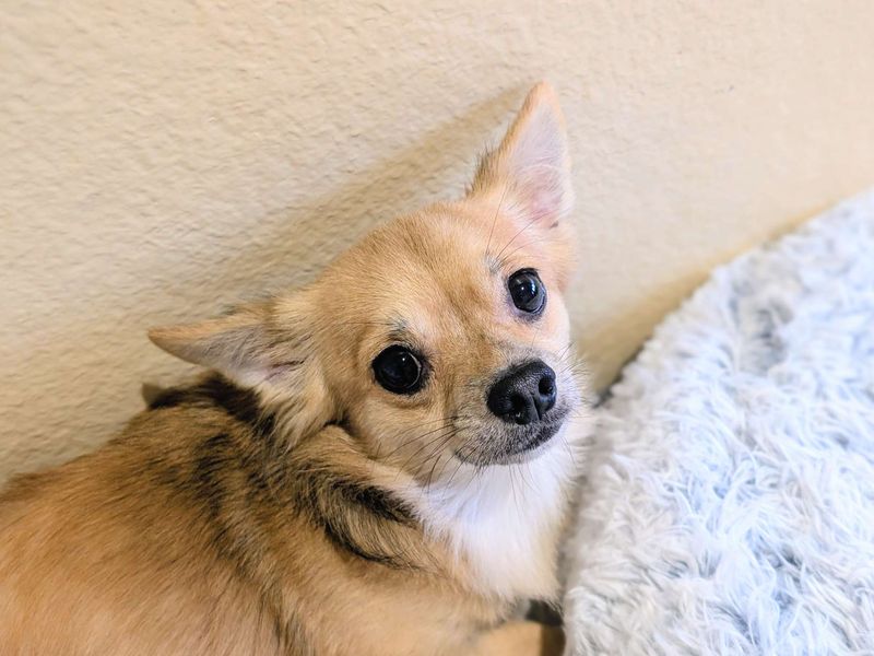 Chihuahua for adoption in Cardiff, Glamorgan – 2 years old