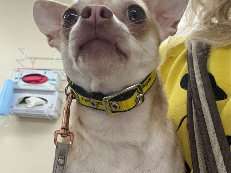 Chihuahua for adoption in Cardiff, Glamorgan – 2 years old