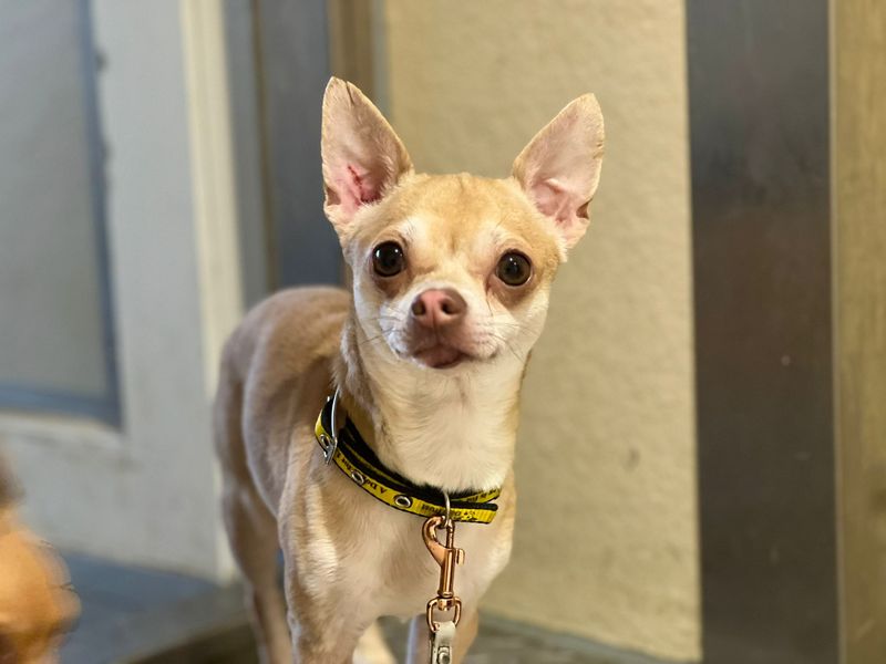 Chihuahua for adoption in Cardiff, Glamorgan – 2 years old - Image 2 of 2