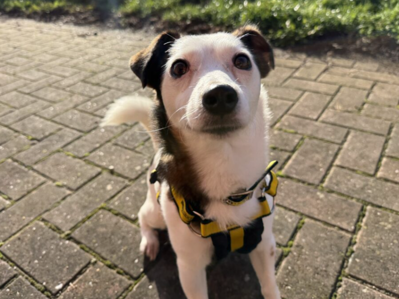 Jack Russell Terrier for adoption in Wymeswold, Leicestershire – 3 years old - Image 3 of 3