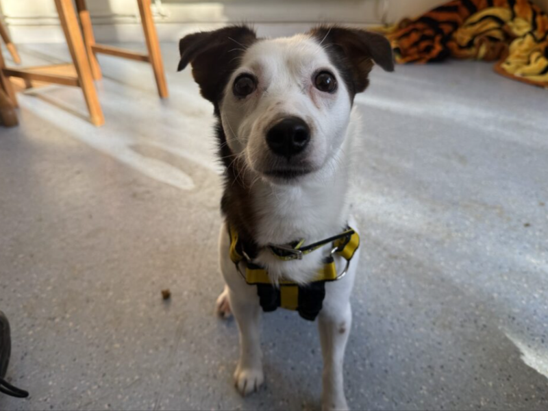 Jack Russell Terrier for adoption in Wymeswold, Leicestershire – 3 years old