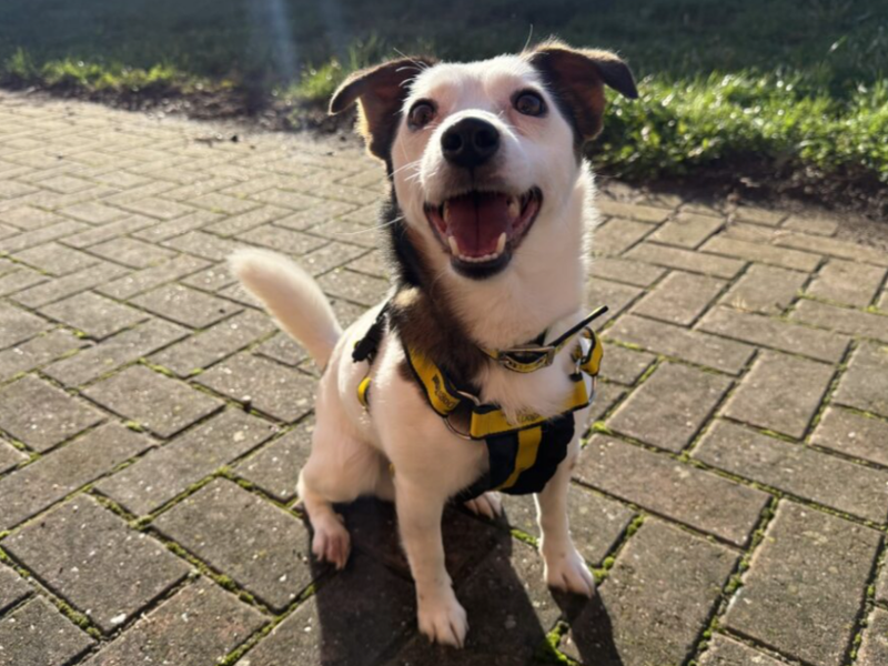 Jack Russell Terrier for adoption in Wymeswold, Leicestershire – 3 years old - Image 2 of 3