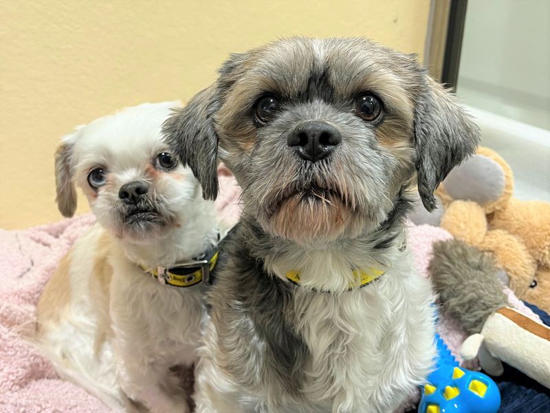 Shih Tzu for adoption in Ballymena, Co Antrim – 5 years old