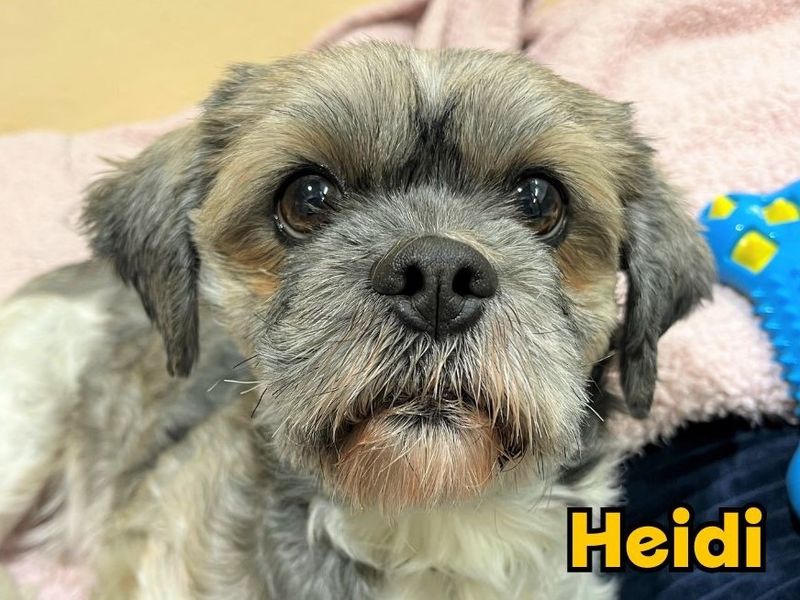 Shih Tzu for adoption in Ballymena, Co Antrim – 5 years old - Image 4 of 5