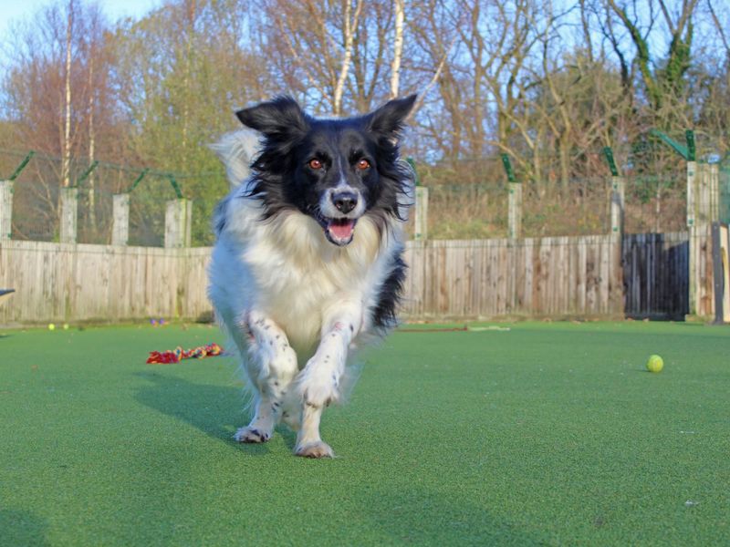 Border Collie for adoption in Glasgow, Scotland – 10 years old