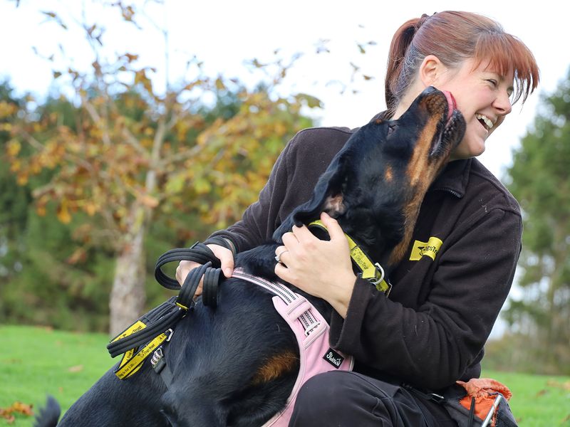 Rottweiler for adoption in Leeds, Yorkshire – 2 years old