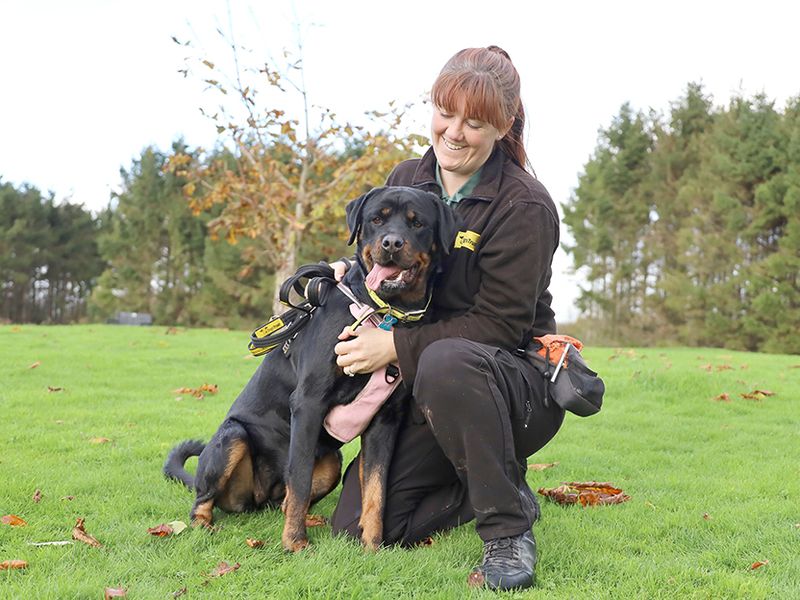 Rottweiler for adoption in Leeds, West Yorkshire – 2 years old - Image 3 of 4