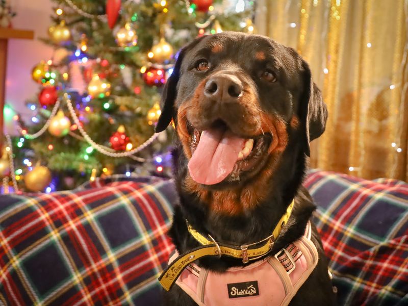 Roxie | Rottweiler | Leeds - 1
