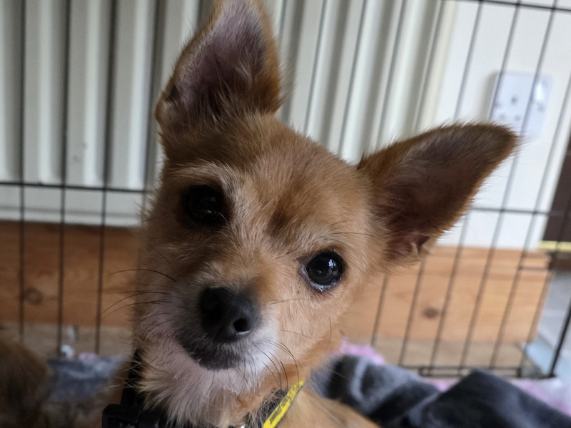 Fig, a 6 years old female Chihuahua available for adoption from Dogs Trust in Shrewsbury, Shropshire