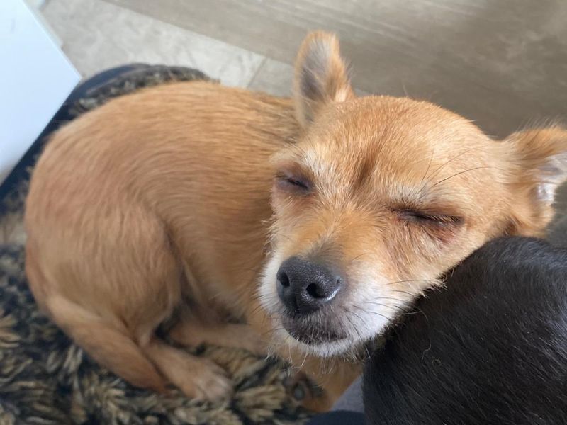 Fig | Chihuahua (Smooth Coat) Cross | Shrewsbury (Shropshire) - 2