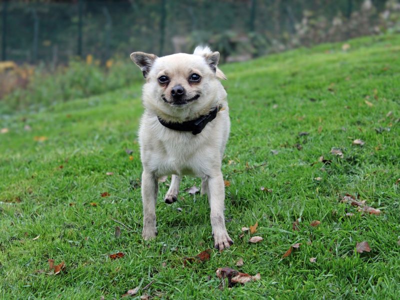 Chihuahua for adoption in Liverpool, Merseyside – 2 years old