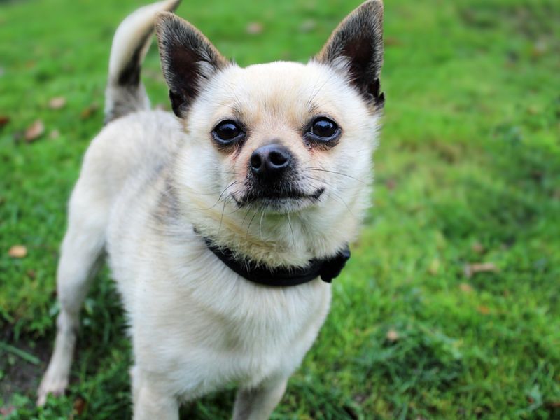 Chihuahua for adoption in Liverpool, Merseyside – 2 years old - Image 3 of 3