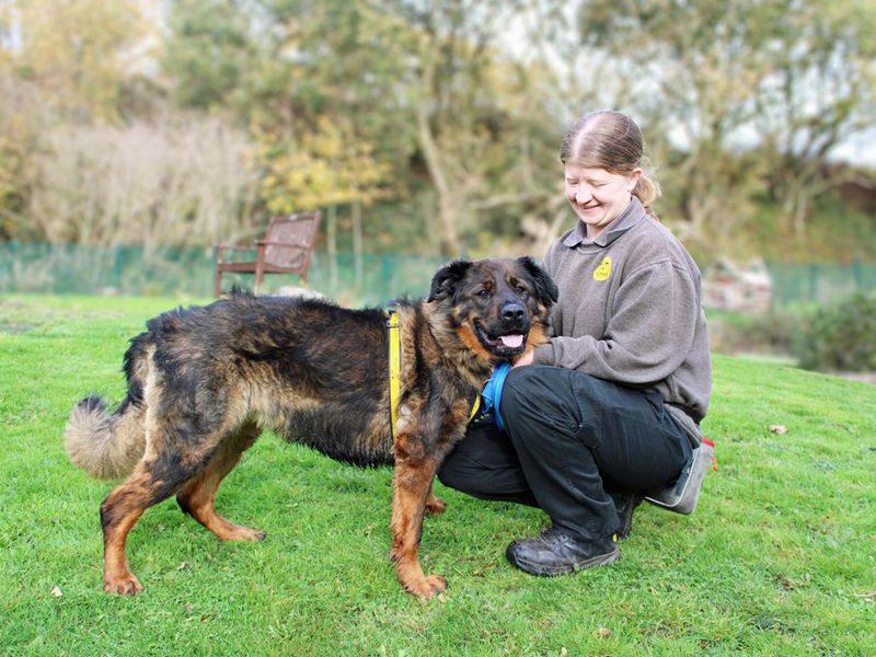 Rottweiler for adoption in Liverpool, Merseyside – 2 years old - Image 3 of 3