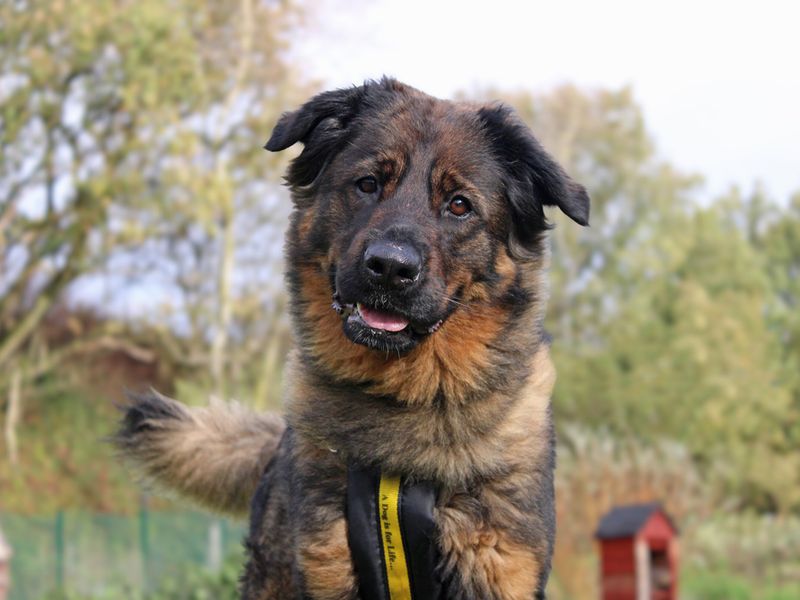 Rottweiler for adoption in Liverpool, Merseyside – 2 years old - Image 2 of 3