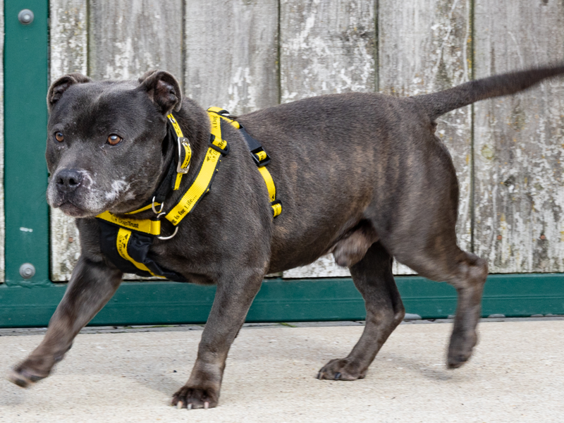 Staffordshire Bull Terrier for adoption in Wymeswold, Leicestershire – 7 years old - Image 2 of 3