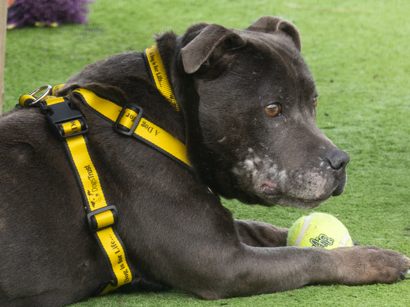 Staffordshire Bull Terrier for adoption in Wymeswold, Leicestershire – 7 years old