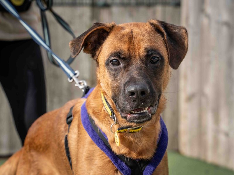 Spinach | Mastiff Cross | Loughborough - 1