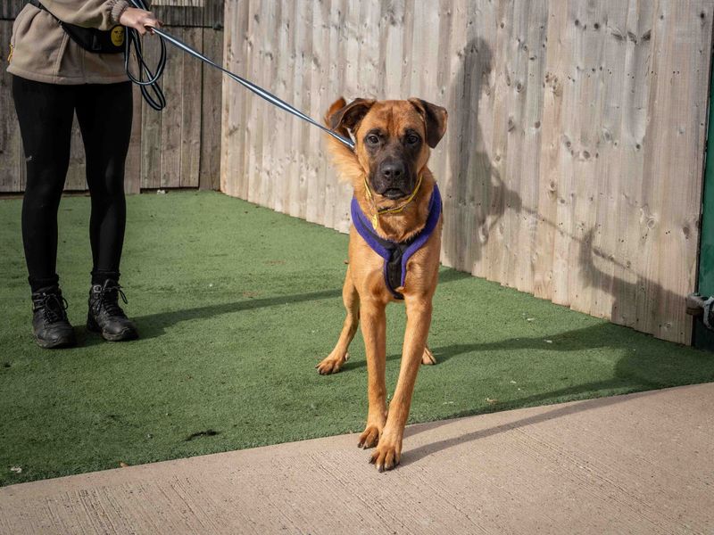 Mastiff for adoption in Wymeswold, Leicestershire – 1 year old - Image 2 of 3