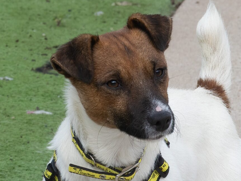Jack Russell Terrier for adoption in Wymeswold, Leicestershire – 1 year old - Image 4 of 4