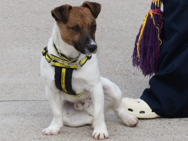 Jack Russell Terrier for adoption in Wymeswold, Leicestershire – 1 year old