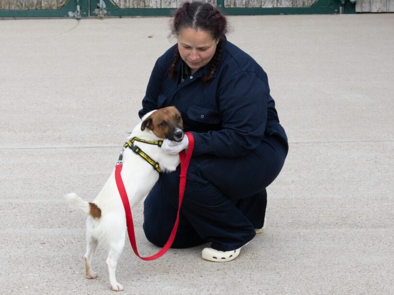 Jack Russell Terrier for adoption in Wymeswold, Leicestershire – 1 year old - Image 3 of 4