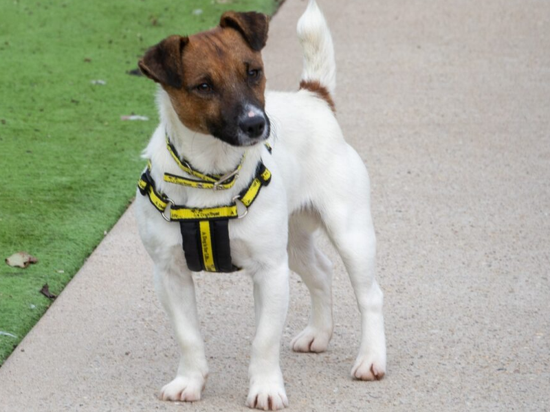 Jack Russell Terrier for adoption in Wymeswold, Leicestershire – 1 year old - Image 2 of 4