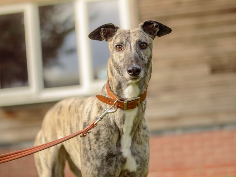 Greyhound for adoption in Kenilworth, Warks – 4 years old - Image 2 of 4