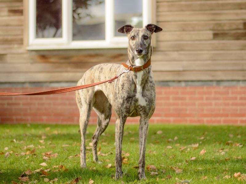 Emily | Greyhound | Kenilworth (West Midlands) - 1