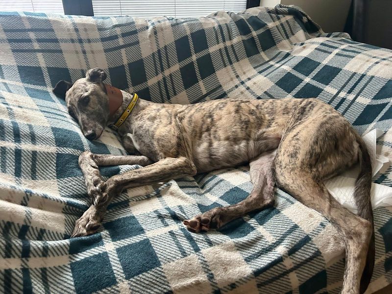 Emily | Greyhound | Kenilworth (West Midlands) - 1