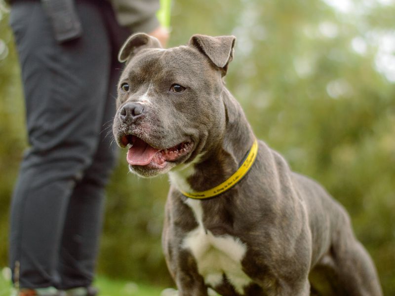 Staffordshire Bull Terrier for adoption in Kenilworth, Warwickshire – 2 years old - Image 2 of 4