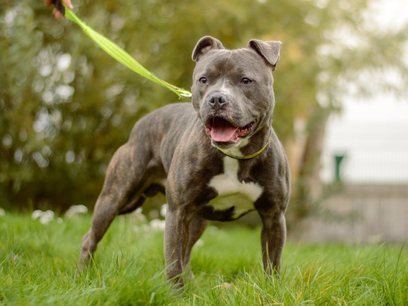 Staffordshire Bull Terrier for adoption in Kenilworth, Warwickshire – 2 years old - Image 3 of 4