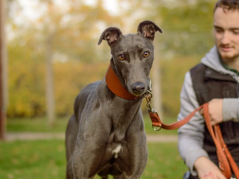 Greyhound for adoption in Kenilworth, Warks – 4 years old - Image 2 of 5