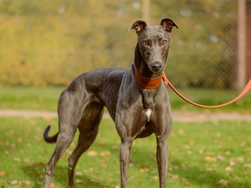 Greyhound for adoption in Kenilworth, Warks – 4 years old - Image 4 of 5