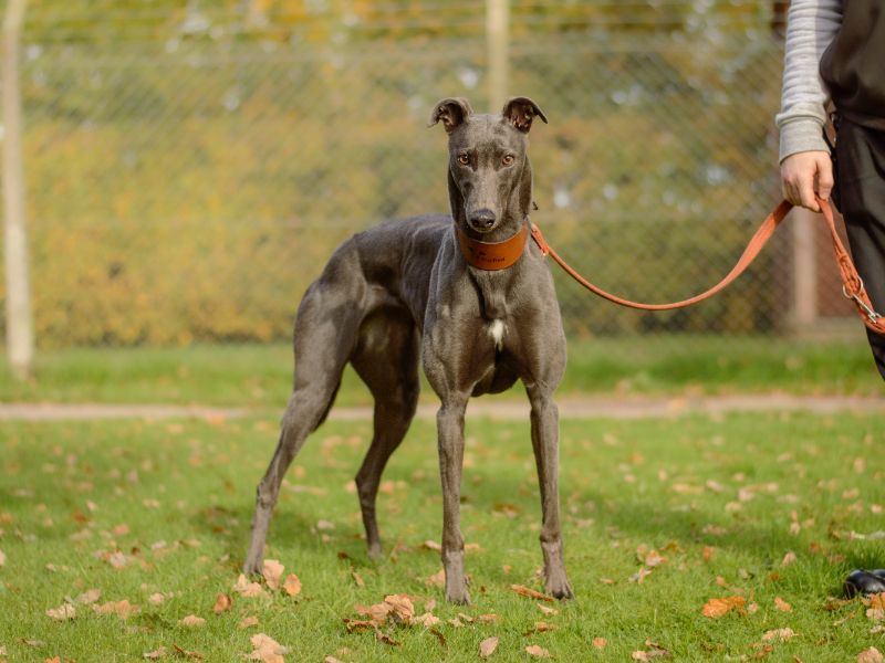 Greyhound Dogs And Puppies For Adoption