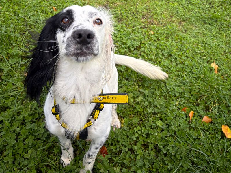 Springer Spaniel for adoption in Ballymena, Co Antrim – 3 years old