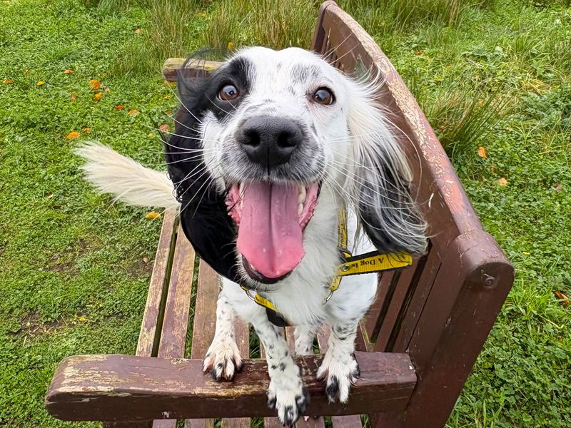 Springer Spaniel for adoption in Ballymena, County Antrim – 3 years old - Image 2 of 2