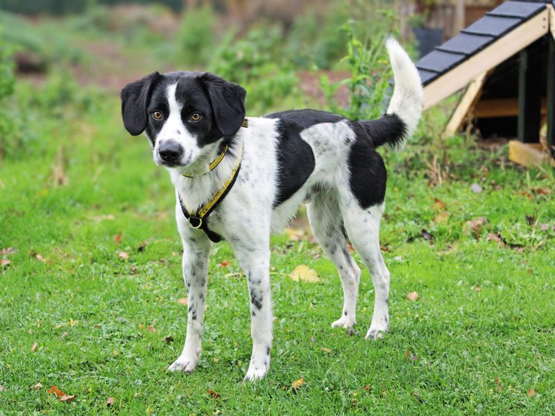 Beagle for adoption in Liverpool, Merseyside – 1 year old