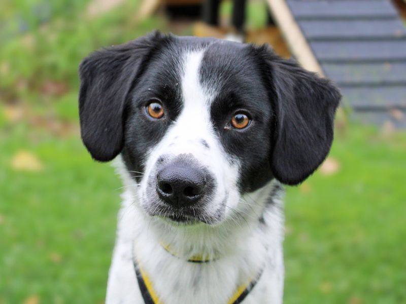 Maverick | Beagle Cross | Merseyside (Liverpool) - 1