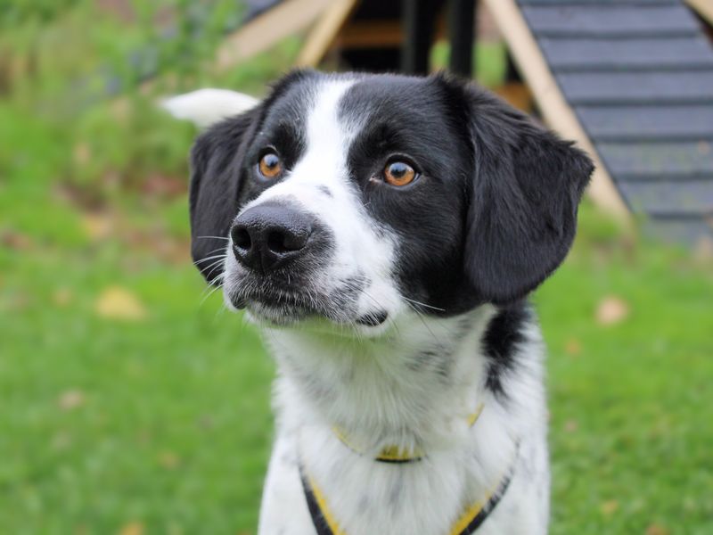 Beagle for adoption in Liverpool, Merseyside – 1 year old - Image 4 of 4