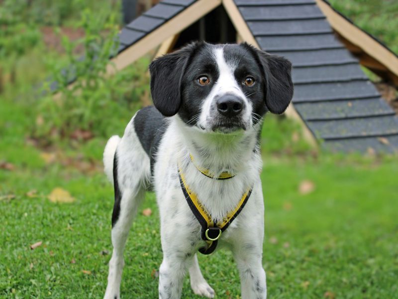 Beagle for adoption in Liverpool, Merseyside – 1 year old - Image 3 of 4