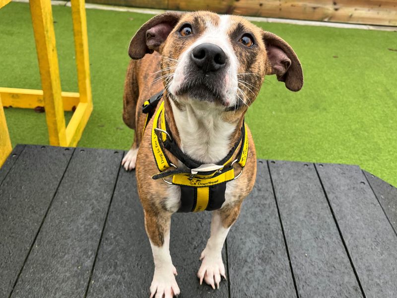 Birdie, a 2 years old female Staffordshire Bull Terrier available for adoption from Dogs Trust in Ballymena, Northern Ireland
