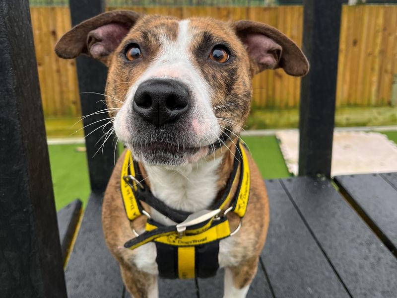 Birdie - Image 2 of 3