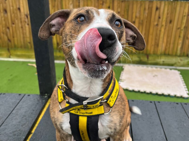 Birdie - Image 3 of 3