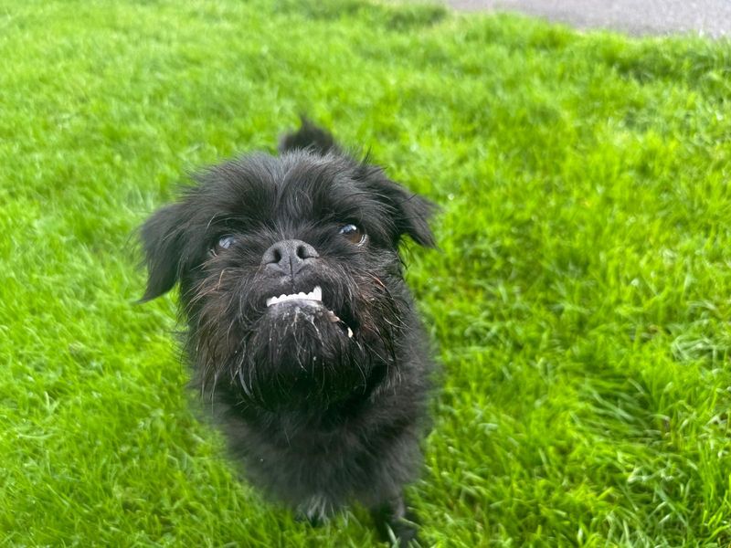 Poodle for adoption in Mid Glamorgan, Wales – 11 months old