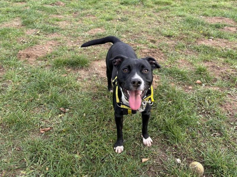 Staffordshire Bull Terrier for adoption in Snetterton, Norfolk – 1 year old
