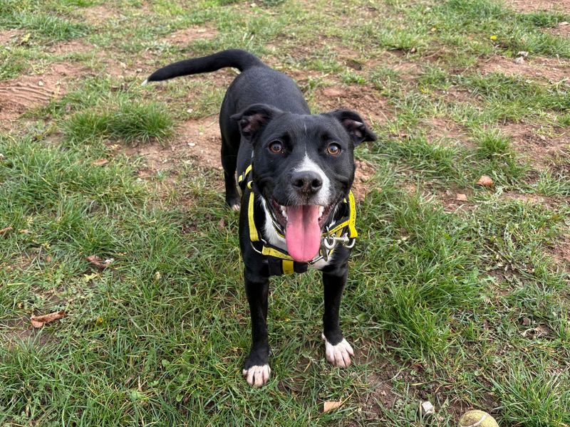 Jazz | Terrier (Staffordshire Bull) Cross | Snetterton (Norfolk) - 1